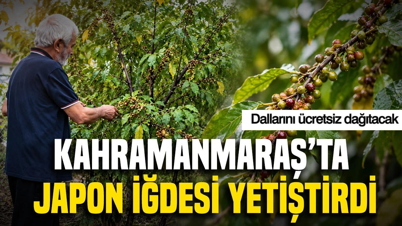 Kahramanmaraş'ta Japon İğdesi Yetiştirdi: Dallarını Ücretsiz Dağıtacak