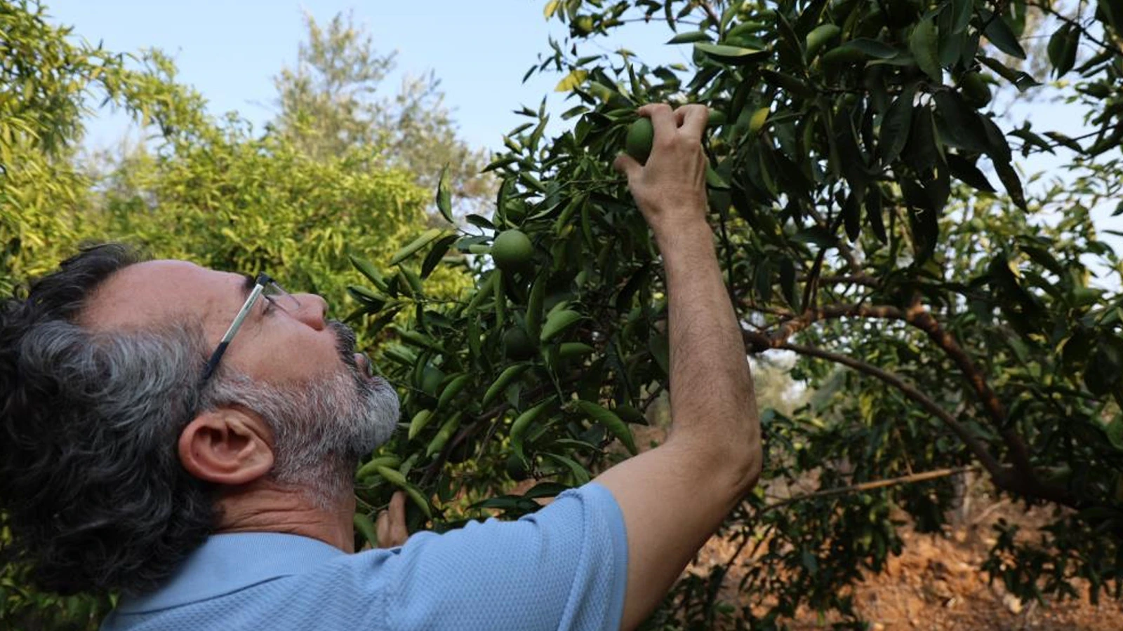 Adana'da narenciyeyi sıcak hava ve kuraklık vurdu