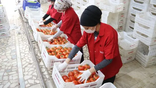 "Bu fiyatlar, pestisit kalıntı problemini artırır"