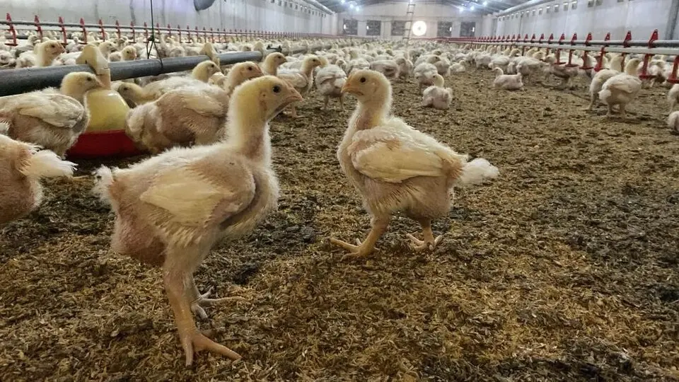 Söke, kuş gribi riski yüzünden teyakkuza geçti