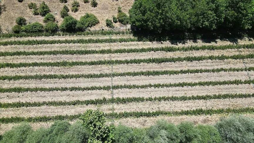 Avustralya'da çalışıp emekli olan gurbetçi, Isparta'da aronya bahçesi kurdu