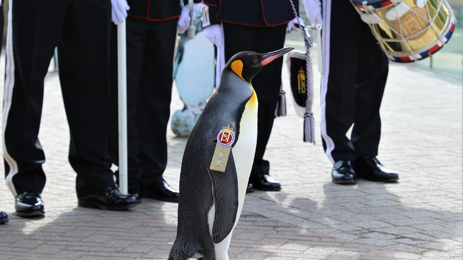 Guinness'ten dünyanın 'en yüksek rütbeli pengueni Olav’a kutlama