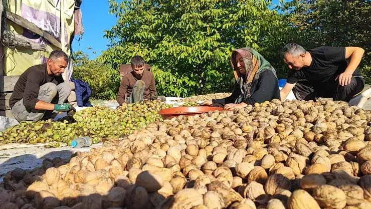 Tarlada 100 Lira Market Raflarında 500 TL! Yozgat'ta Rekor Verim Var Ama Çiftçi Dertli...