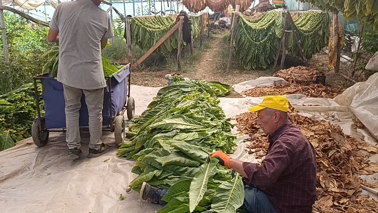 Denemek İçin Tarlaya Ektiler, Şimdi Paraya Para Demiyorlar: 1,5 Dönümden 250 Bin Lira Kazandırıyor!