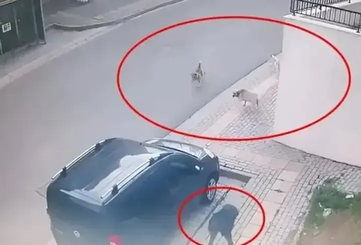 Başıboş sokak köpeği dehşeti! 10 yaşındaki çocuğa saldırdılar