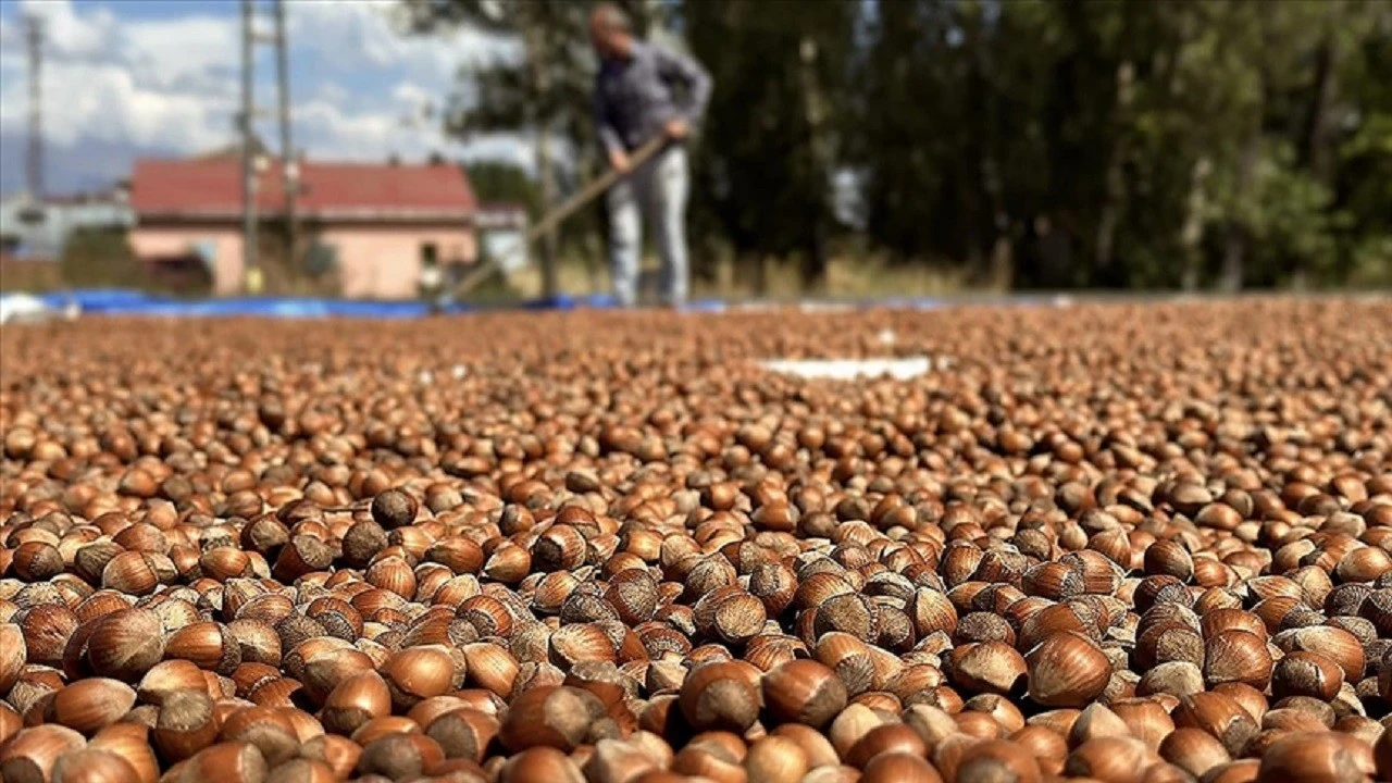 Ticaret borsalarında fındık hareketliliği: 649 bin tonu aştı