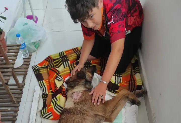 Havalı tüfekle vurulan köpek felç kaldı; saldırı kamerada