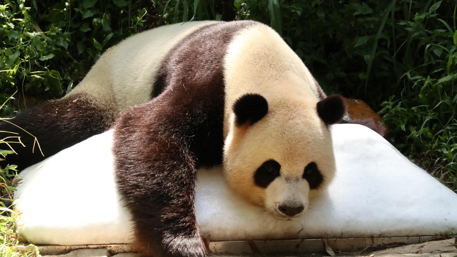 Japonya-Çin gerilimi giderek saçma bir hal alıyor: Pandalar sınır dışı edilecek!
