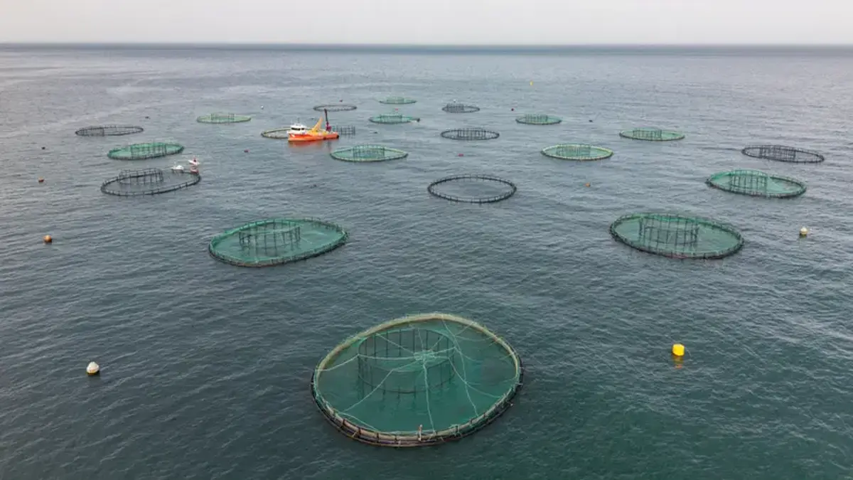 Karadeniz'in Su Ürünleri İhracatı 322 Milyon Doları Aştı