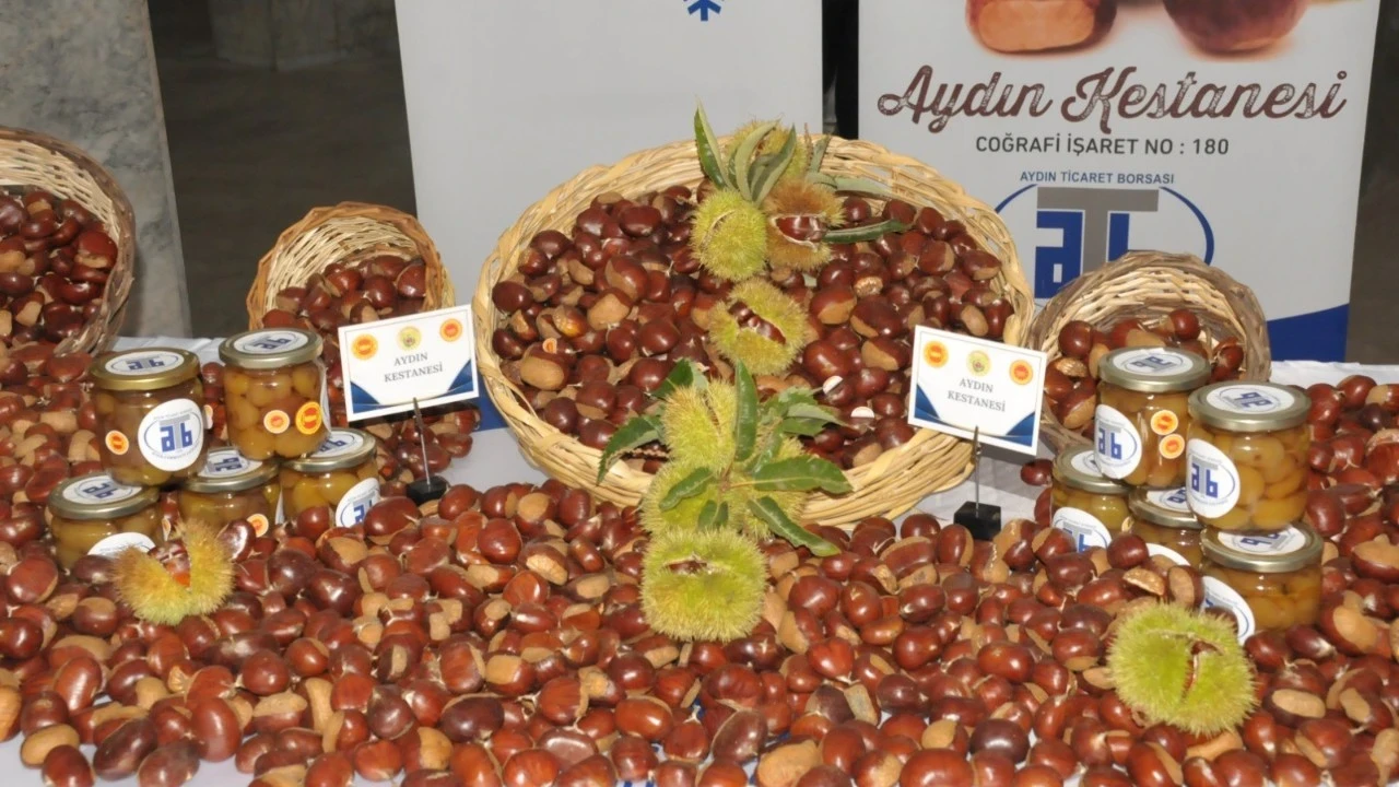 Aydın'da 2025 kestane sezonu açıldı: Kilosu 550 TL!