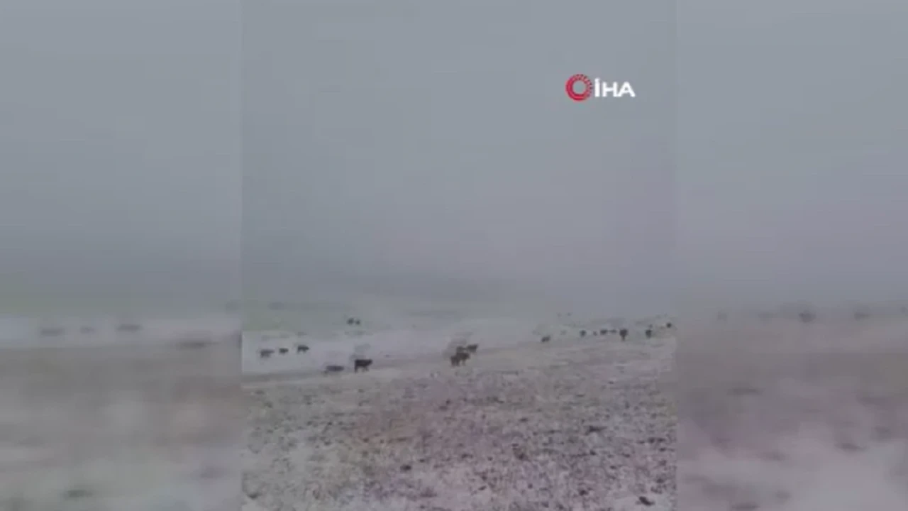 Erzurum’a kış erken geldi: İlk kar yağışı başladı