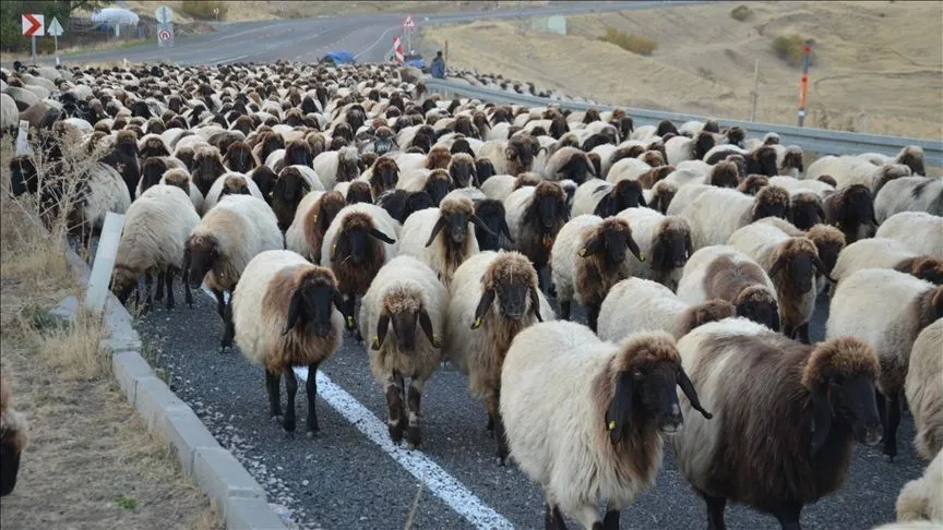 Göçerlerin yaylalardan dönüş yolculuğu sürüyor