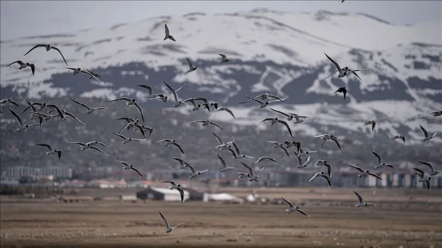 Erzurum'un sulak alanları göçmen kuşlarla şenlendi