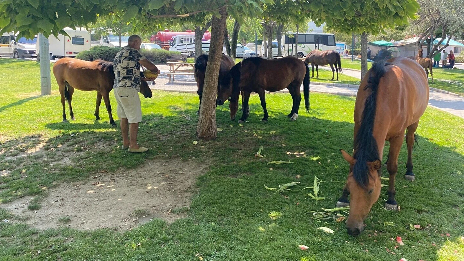 Yılkı atları Manisa'nın merkezine indi: Pazarcılar besledi