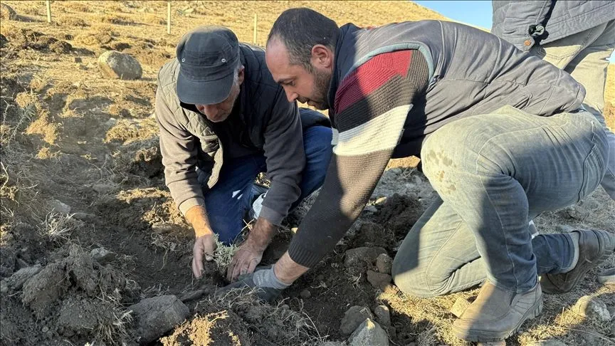Ardahan'ın meraları tuz çalısı bitkisiyle zenginleştiriliyor