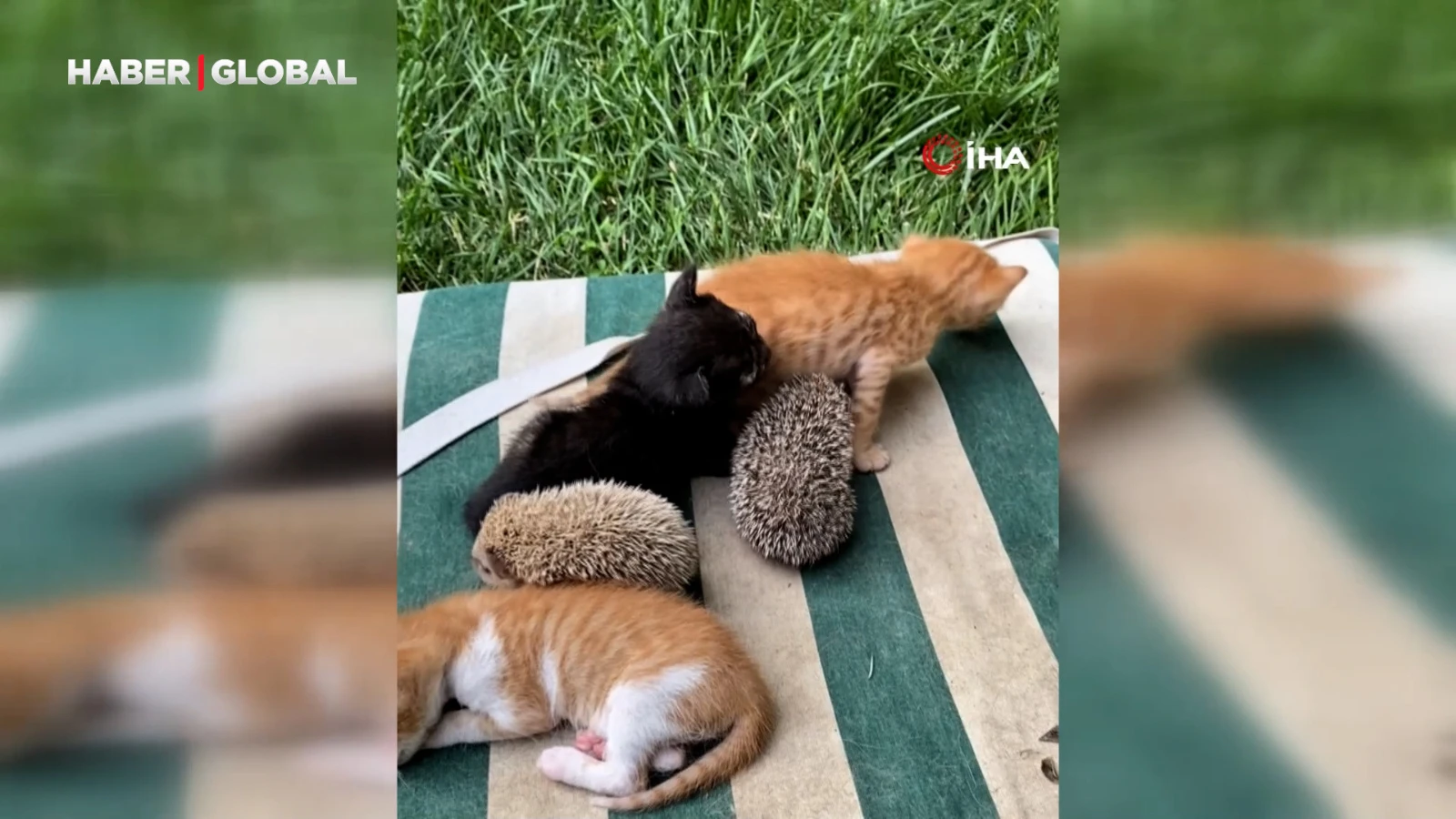 Kedi ve kirpilerin "süt kardeşliği" yürekleri ısıttı