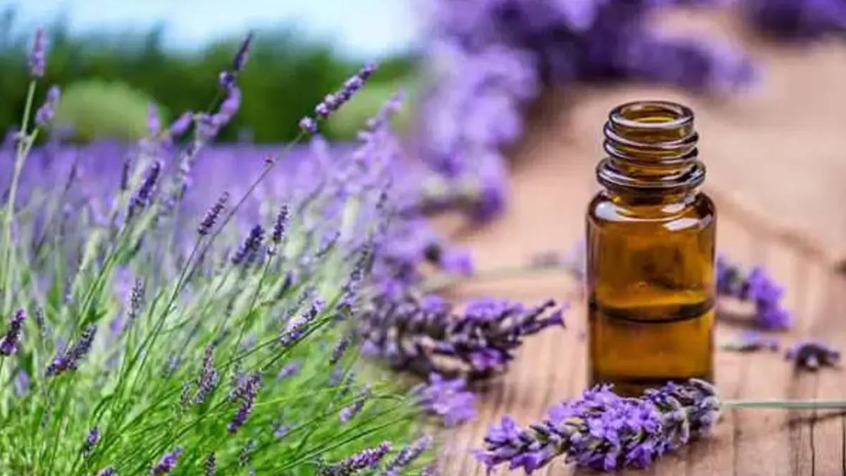 Araştırma: Lavanta Yağı Depresyon Belirtilerini Azaltabilir