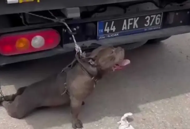 Malatya'da pitbull dehşeti! Kalabalığın arasına dalıp bir kadını ısırdı