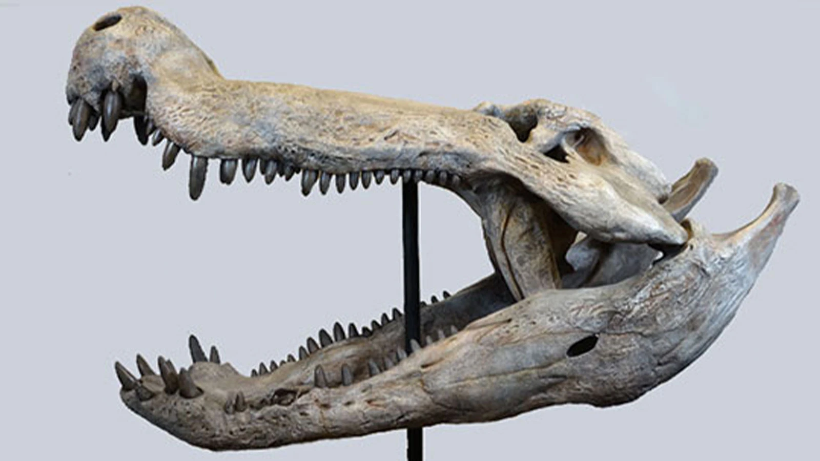 Patagonya’da dinozorlarla beslenen bir timsah keşfedildi