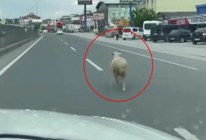 Kaçan kurbanlık koyun kara yoluna çıktı