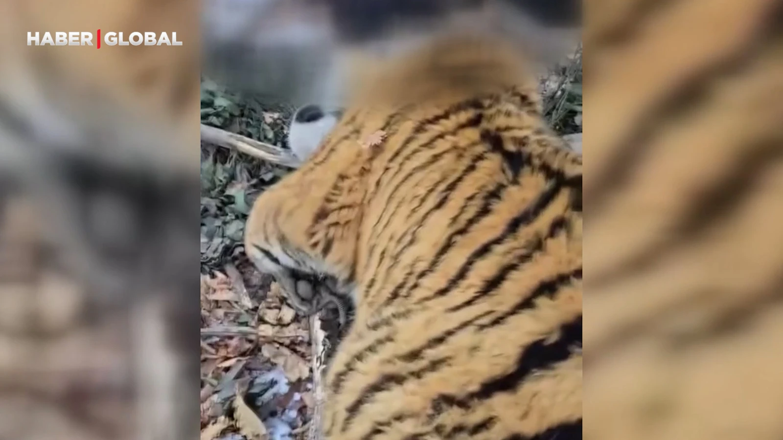 İnsanlara saldıran Sibirya Kaplanı böyle yakalandı
