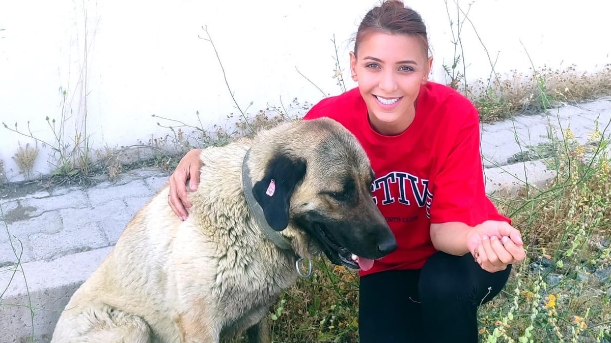 Sokak köpeklerini kurtardı, 105 bin TL ceza kesildi!