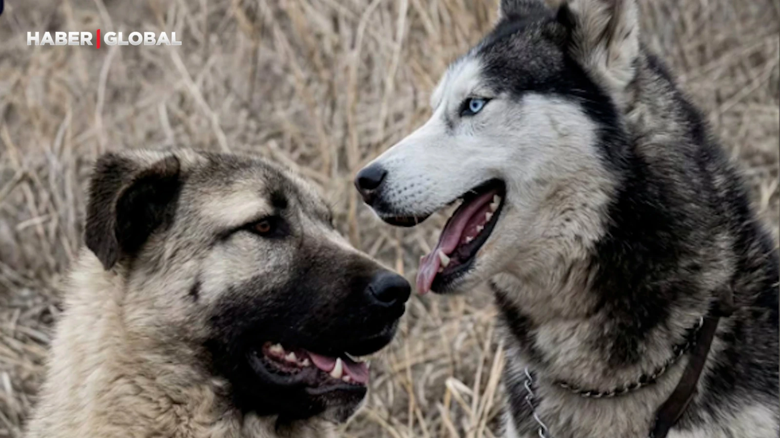 Sivas'ta kangal evden kaçtı, gönlünü Sibirya kurduna kaptırdı