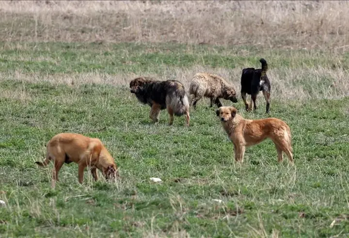 İstanbul’da sahipsiz köpekler için yeni düzenleme