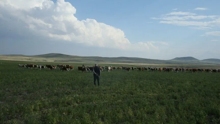 Tarım ve Orman Bakanlığı Kars'taki mera kullanımı yasağı iddialarını yalanladı