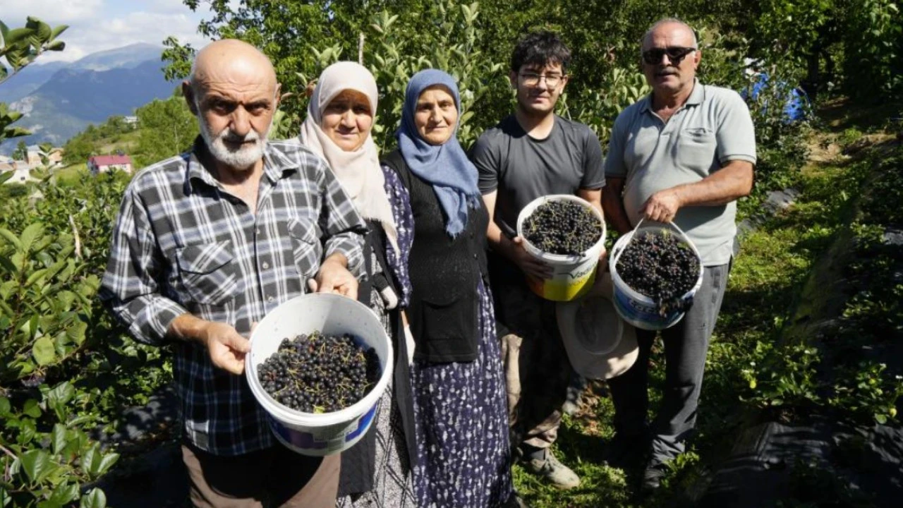 Birkaç yıl önce deneme için ekildi: Şimdi üreticinin yeni gelir kapısı oldu