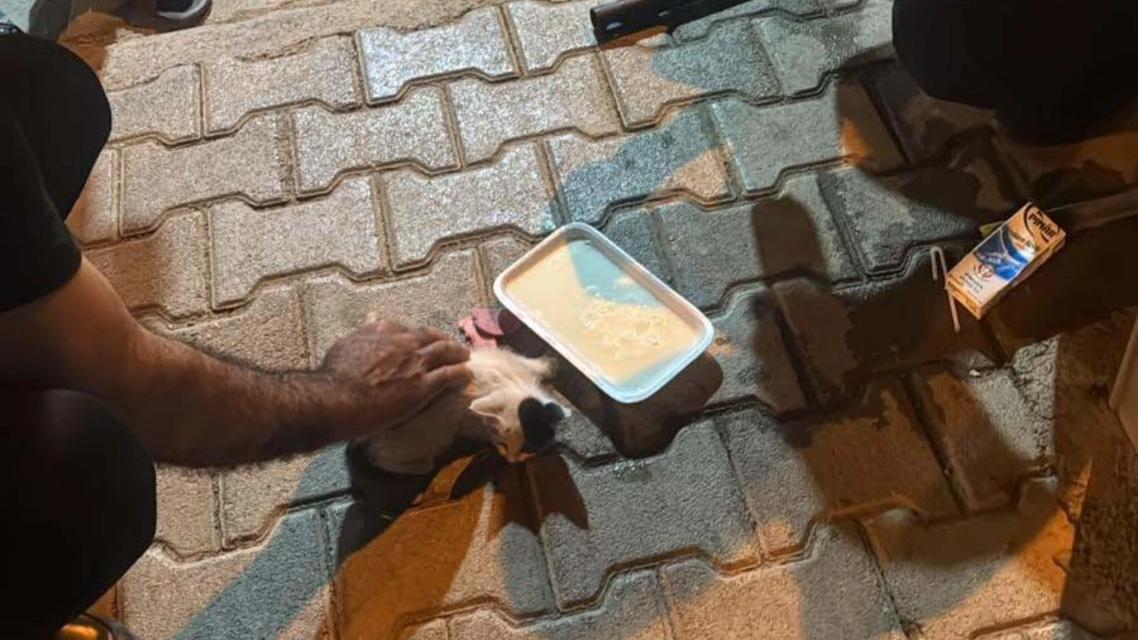 Reklam panosuna sıkışan kediyi zabıta kurtardı 