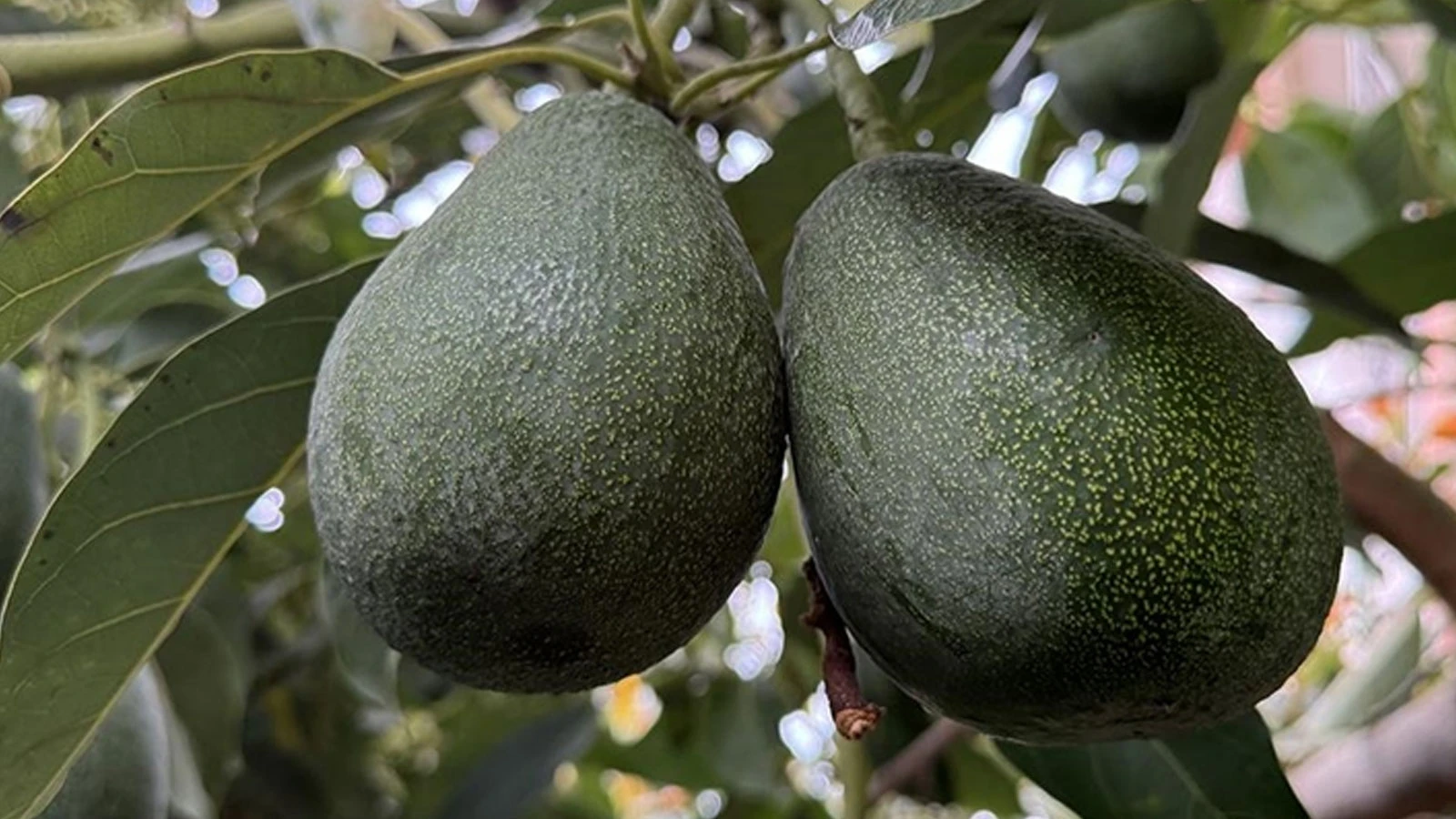 Kilogramı 200 TL'den satılan avokadolar Alanya'da üreticilerin yüzünü güldürdü