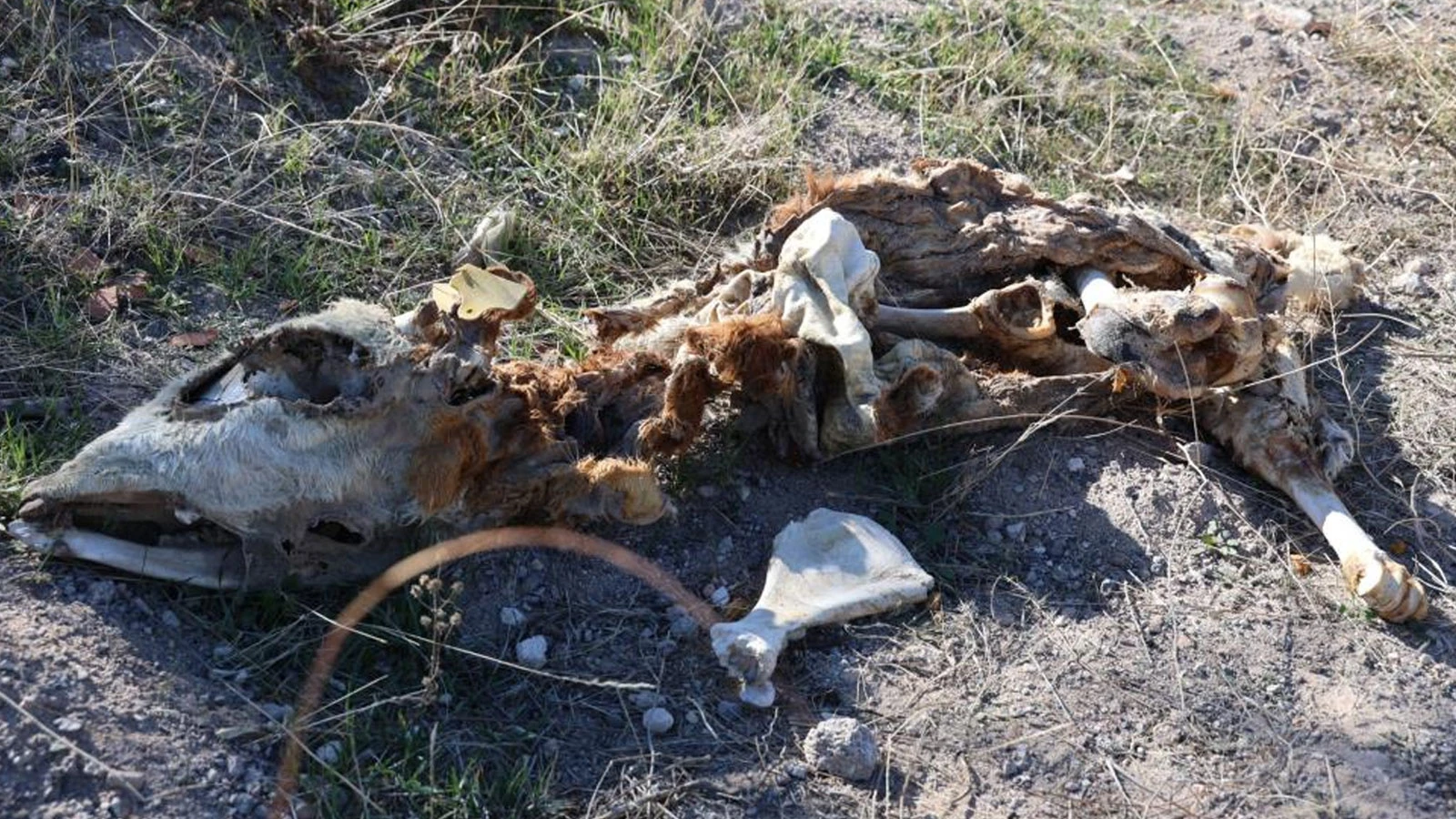 Boş arazide kan donduran manzara! 8 kadavra bulundu