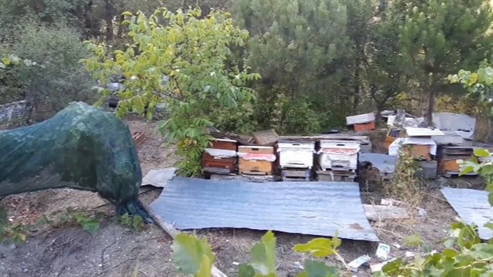 Bolu'daki ayılar köylülerin kabusu oldu: Düzenekle kovalıyorlar