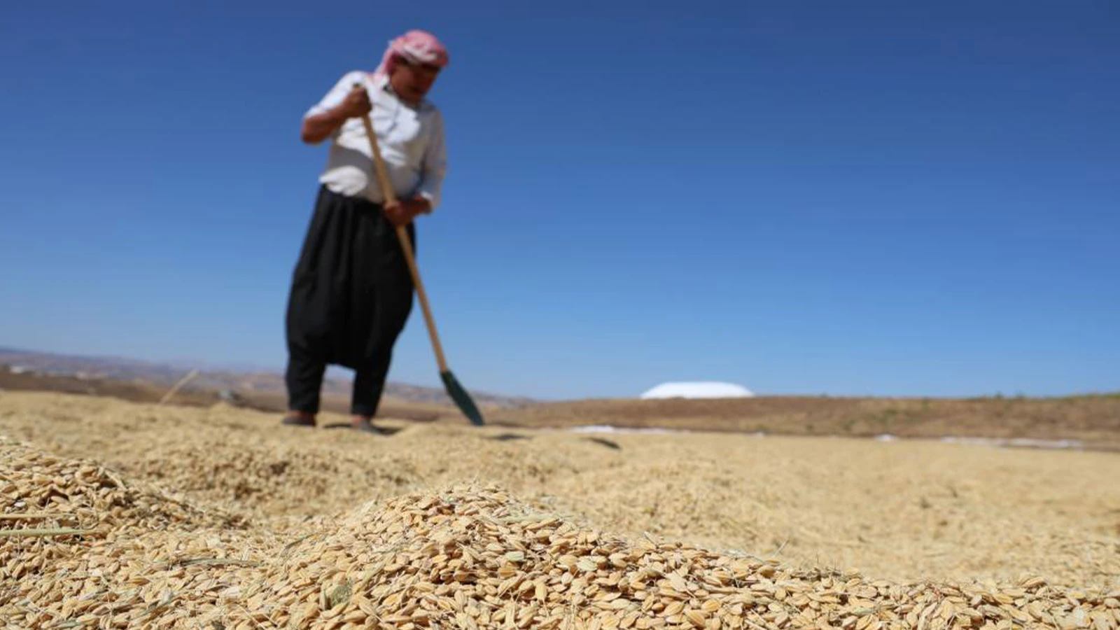 Yapılan masrafa değdi; yüzde 100 rekolte artışı