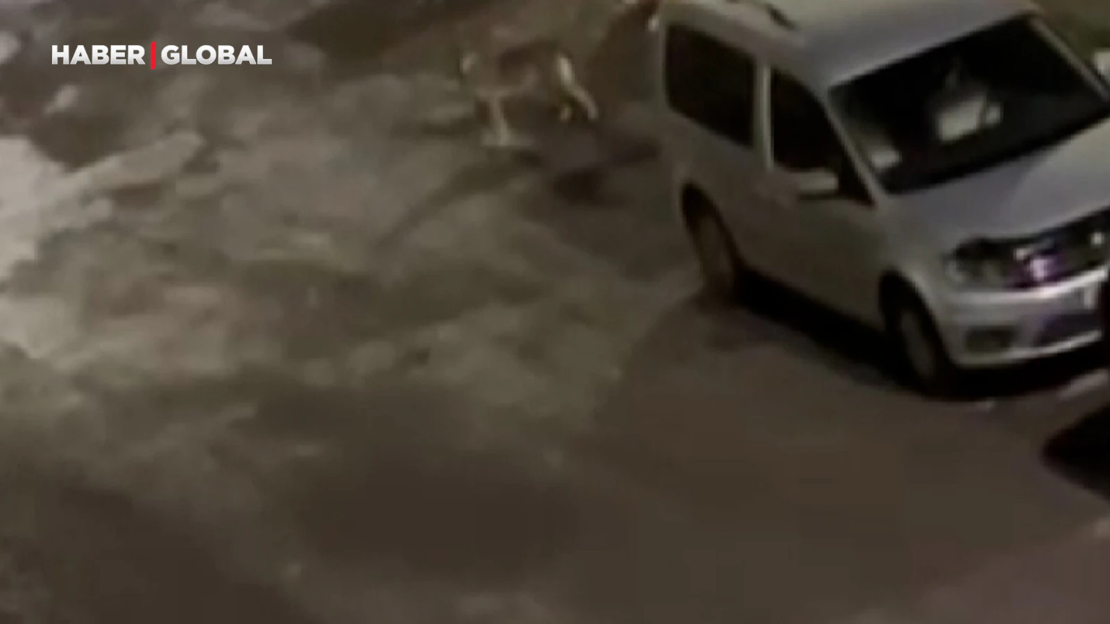 Kars'ta sokakta onu görenler telefona sarıldı! "Dikkatlice dolaştı"