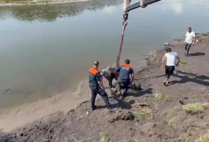 Nehirde balçığa saplanan at için ekipler seferber oldu