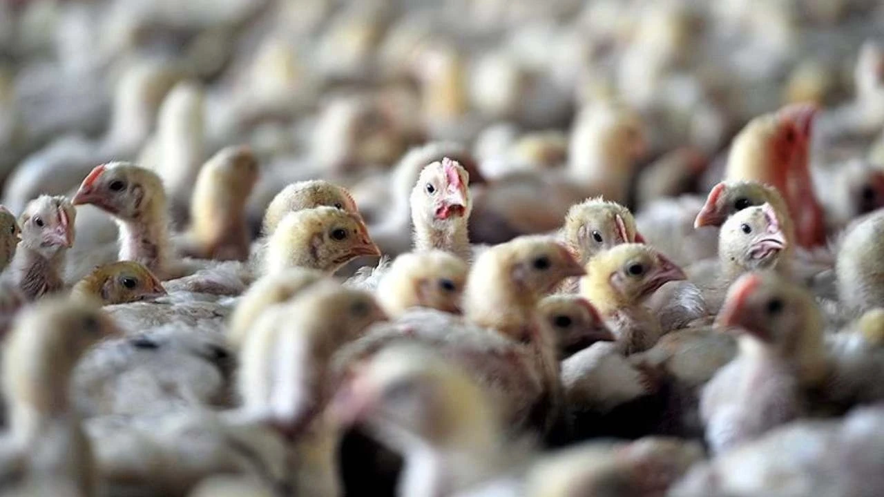 Almanya’da kuş gribi alarmı: Kümesler kapatılıyor