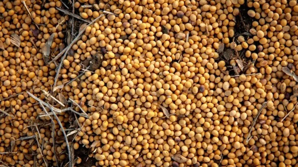 Çin, ABD’den üst üste ikinci kez soya fasulyesi ithal etmedi