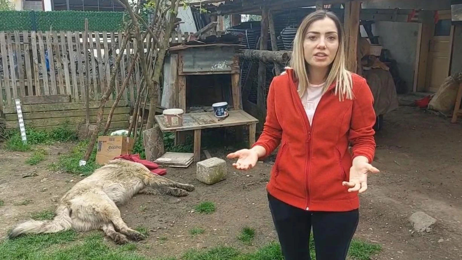 Bahçedeki köpek uyuşturucu iğne atıldıktan sonra öldü; sahibi şikayetçi oldu