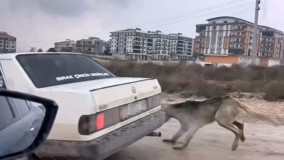 Köpeği aracın arkasına bağlayarak eziyet etti