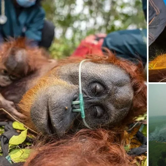 Endonezya'da Yangın Alarmı: Orangutanları Kurtarmak İçin Zamanla Yarış