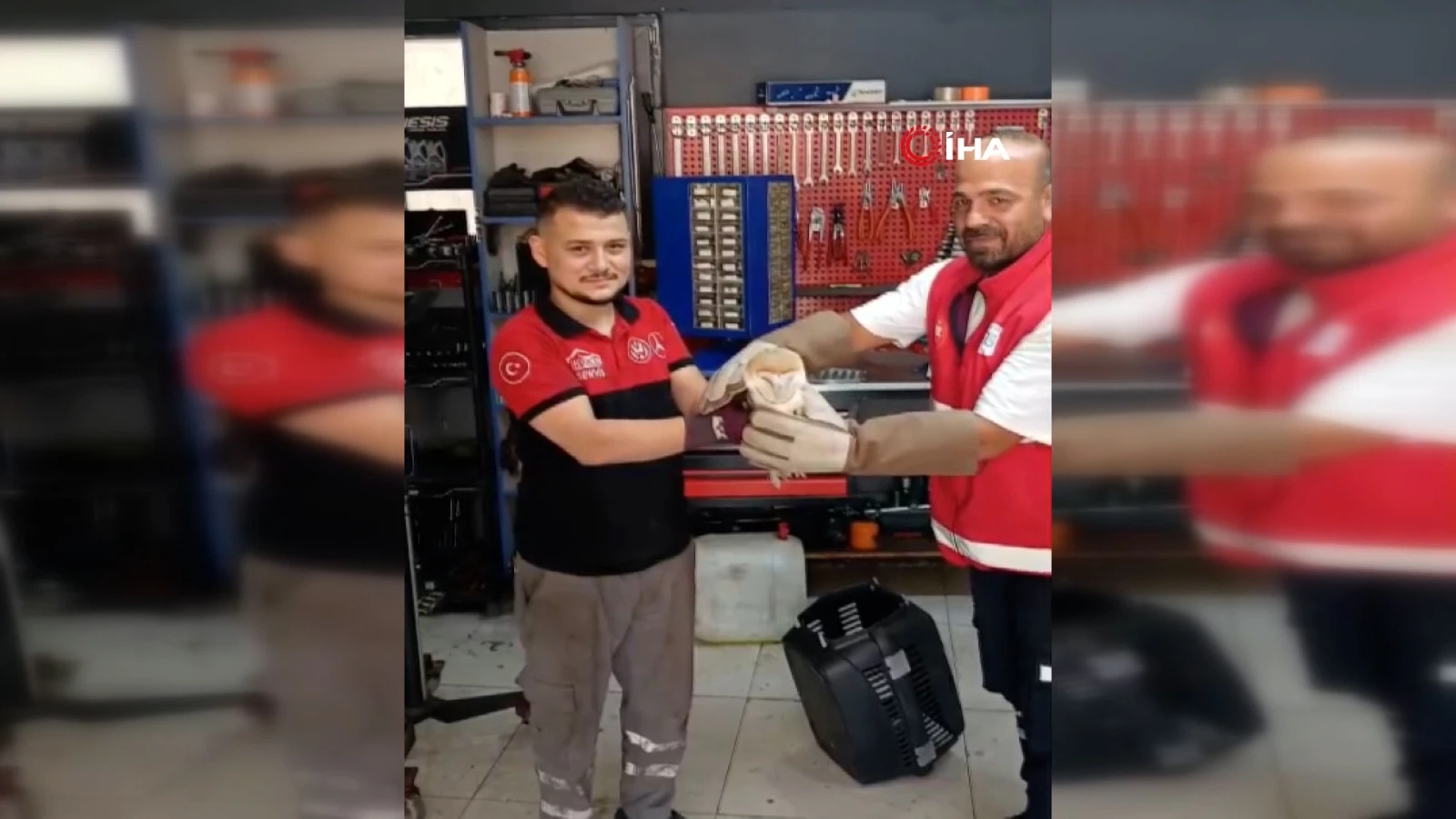 İzine nadir rastlanan baykuş türü İstanbul'da ortaya çıktı