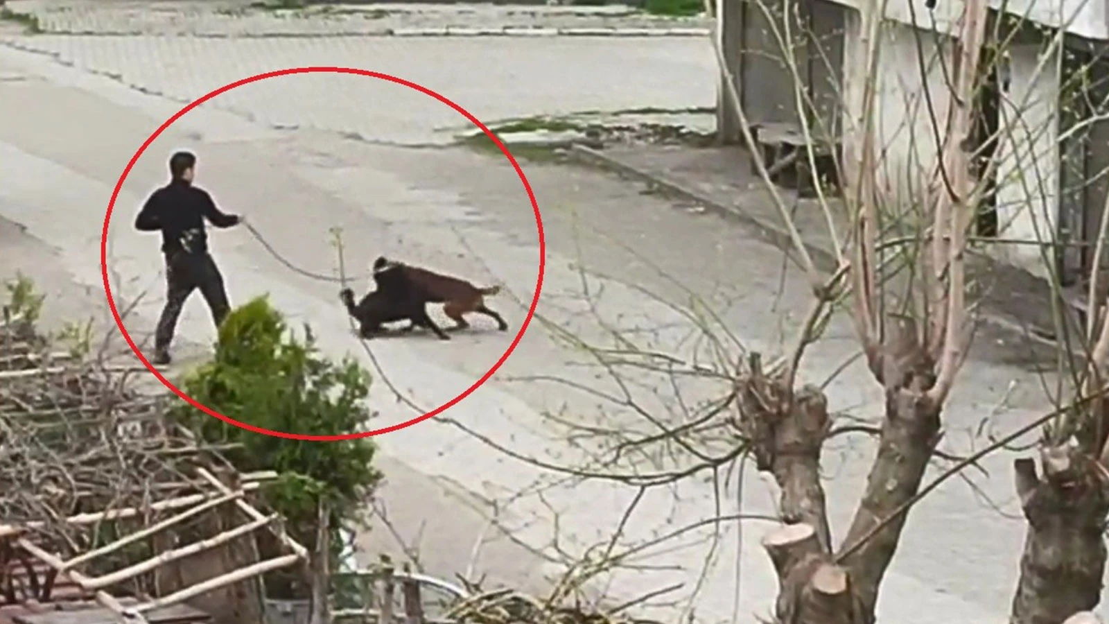 Tasmasından tuttuğu köpeğini, sokak köpeklerine saldırttı