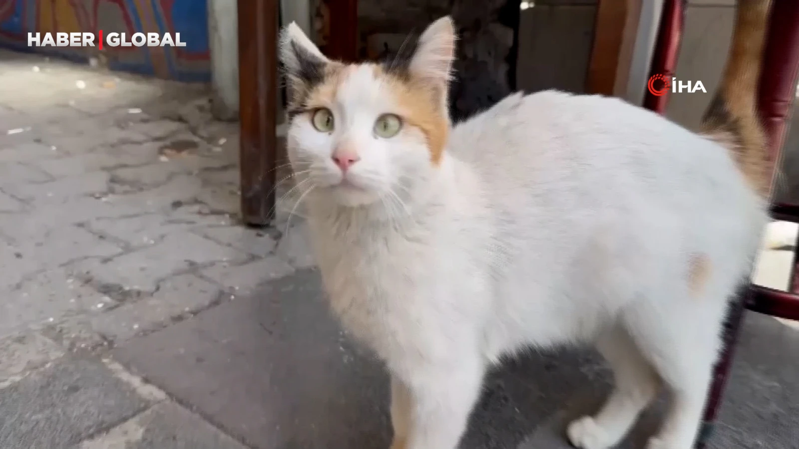 Şaşı kedi, mahallelinin maskotu haline geldi
