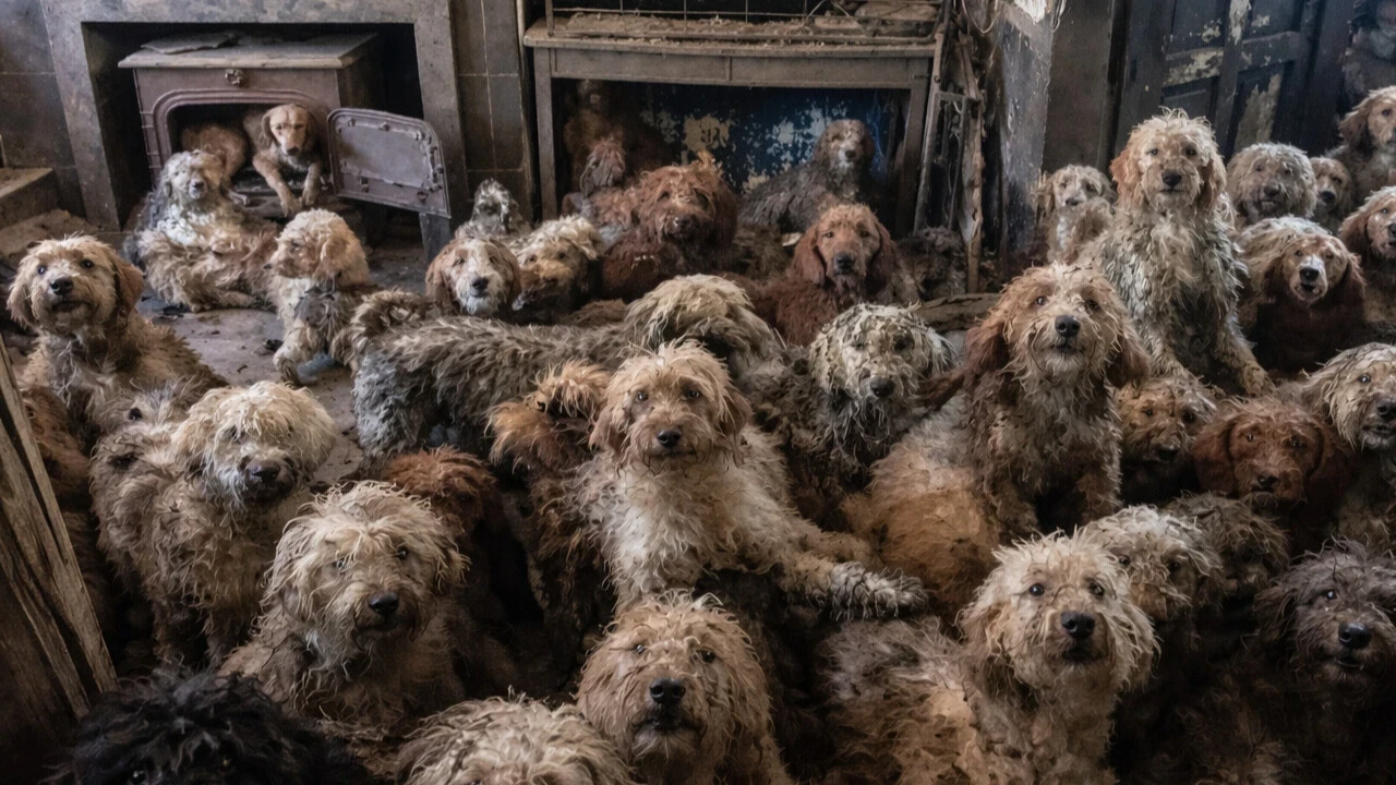 Kimse gerçek olduğuna inanmadı: Bir evden 250 tane köpek çıktı!