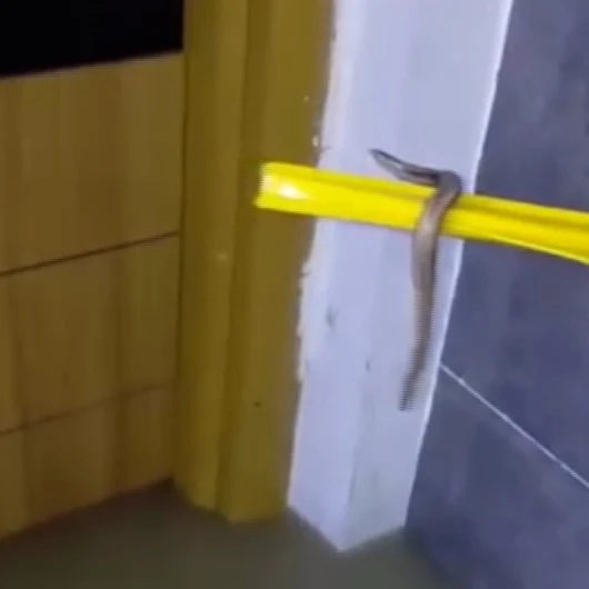 Arnavutköy'de su basan binada yüzen yılan cep telefonuyla görüntülendi