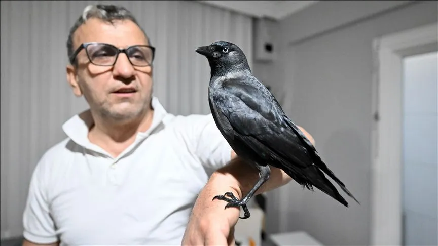 Sahiplendiği karga "Kömür" en yakın dostu oldu