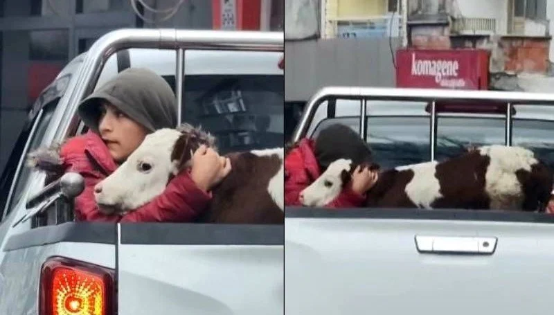 Bir anda olsun bırakmadı! Hasta buzağısını sarılarak veterinere götürdü