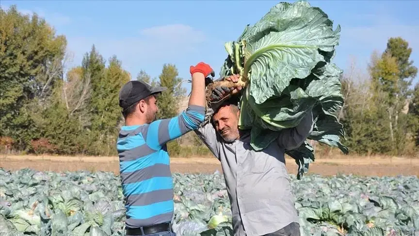 Tarlada Kapış Kapış Satılıyor! Bölge Ekonomisine Tam 165 Milyon Liralık Dev Katkı...